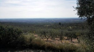 Foto del nostro uliveto